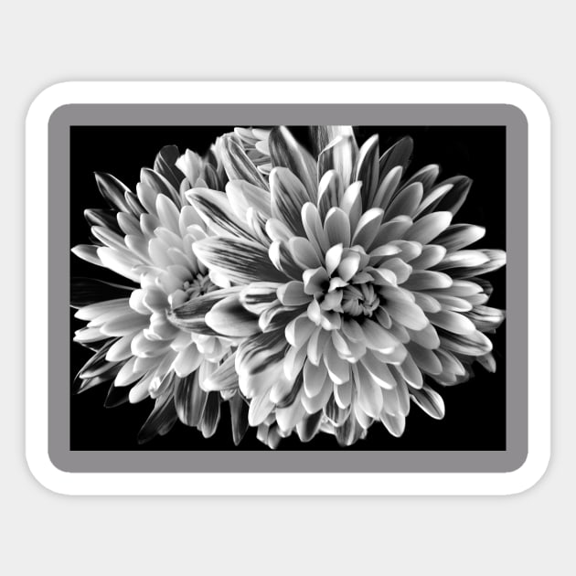 Dahlia in black and white Sticker by LaurieMinor